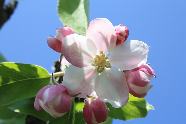 цветок яблони на ветке