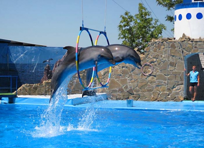 Прыжки дельфинов