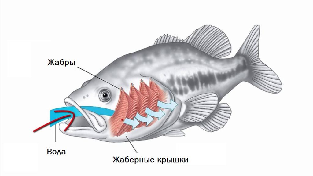 Процесс дыхания у рыб