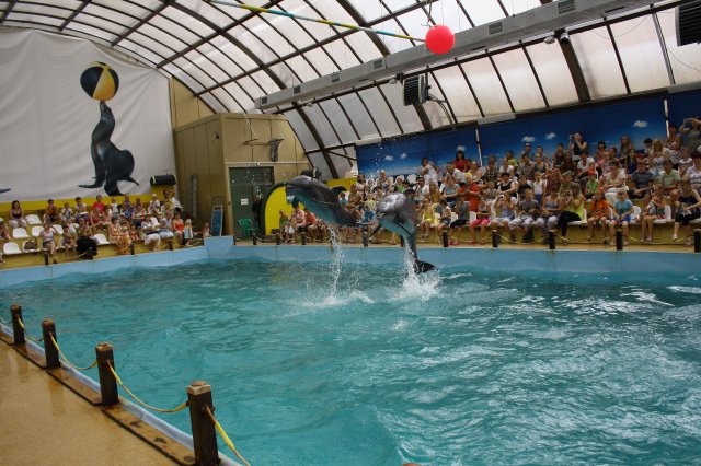 билеты в дельфинарий в Ростове-на-Дону