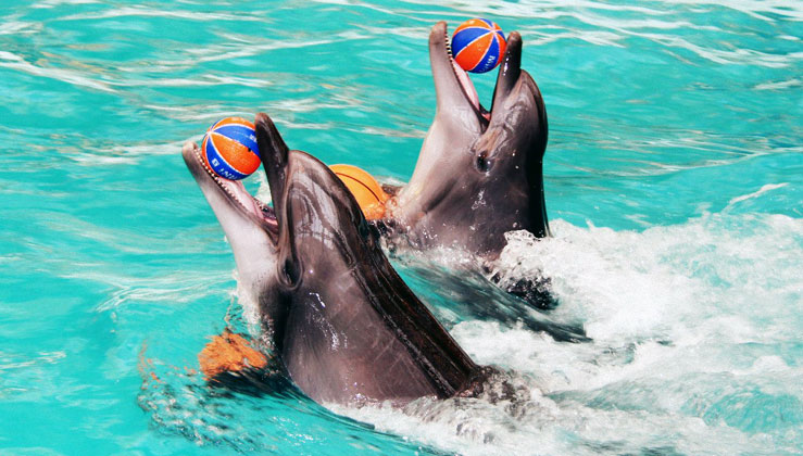 дельфины с мячом