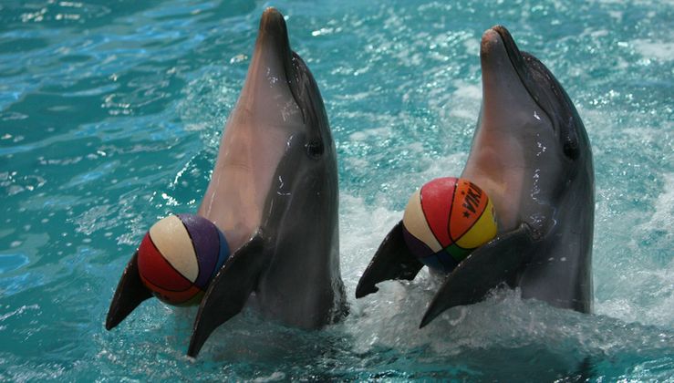 дельфины танцуют