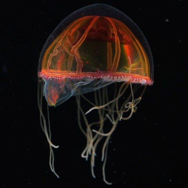 система крови медузы