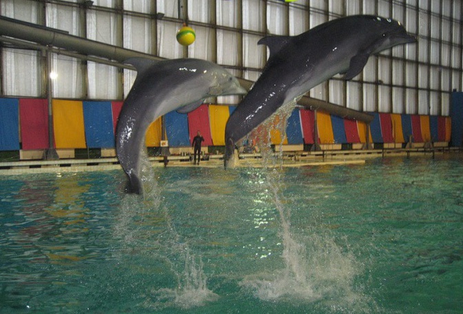 Санкт-Петербург дельфинарий