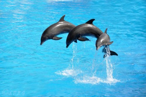 Дельфинарий в Санкт-Петербурге отзывы
