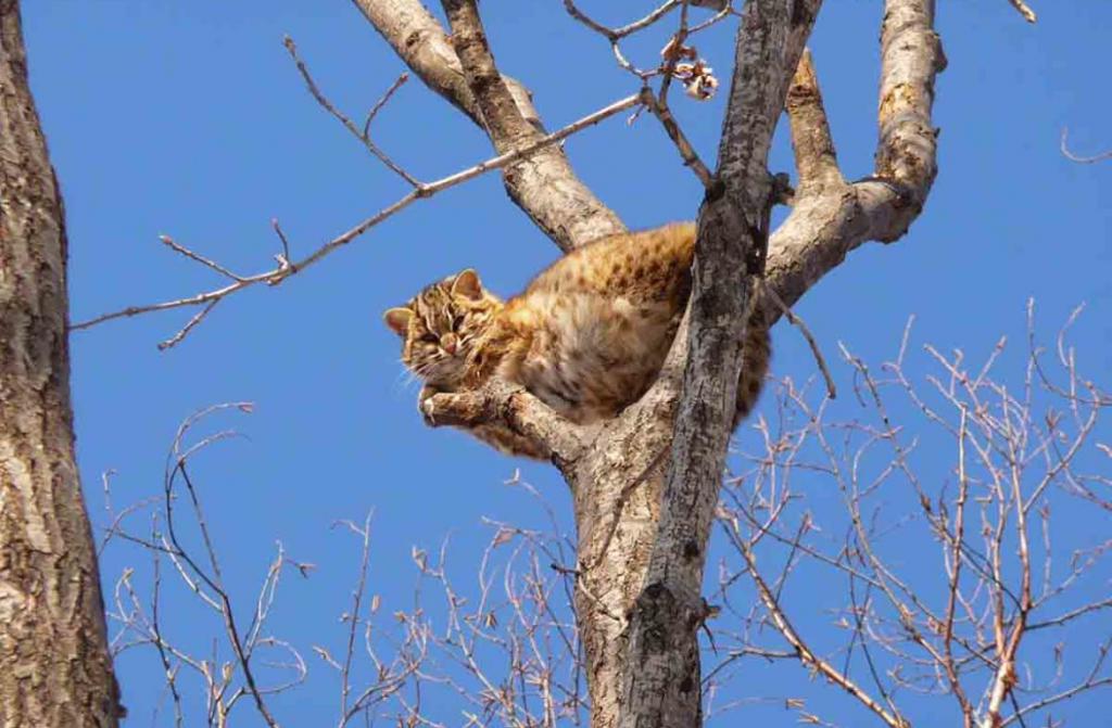 амурский кот на дереве