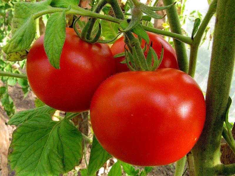 Супердетерминантные томаты что это такое. Супердетерминантные сорта помидор для открытого грунта и теплиц