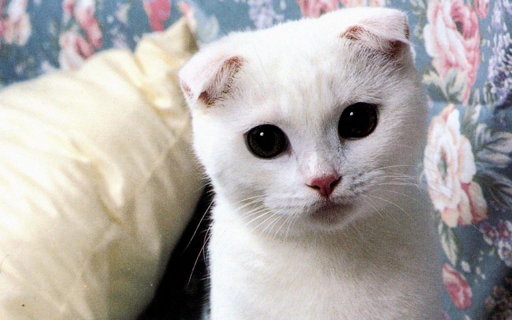 Красивая девочка шотландка