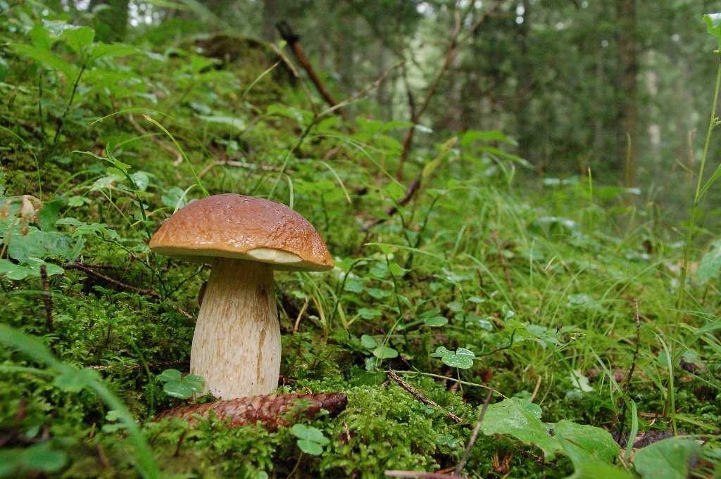 Белый гриб похож на боровик
