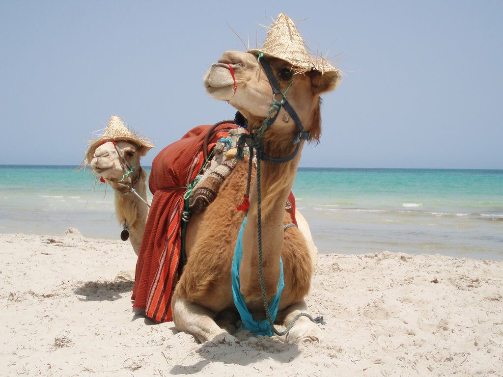 верблюды на пляже