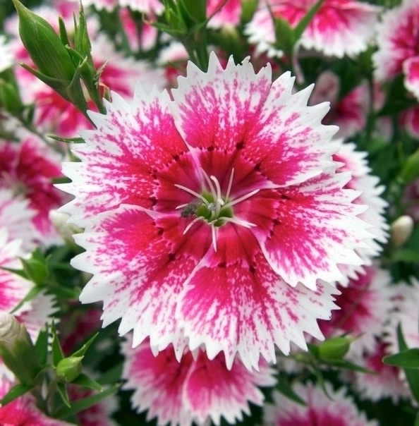 цветок турецкой гвоздики