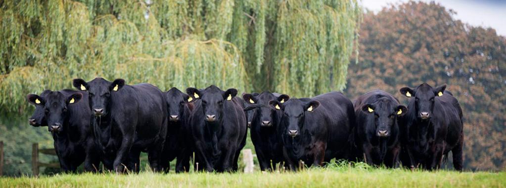 Абердин-ангусская порода коров – описание, продуктивность