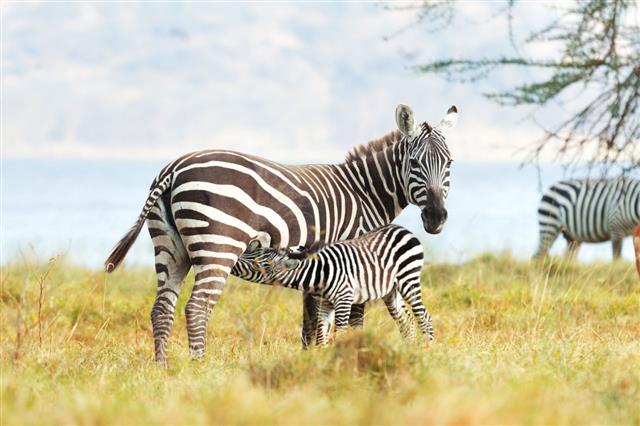 Зебра с детенышем