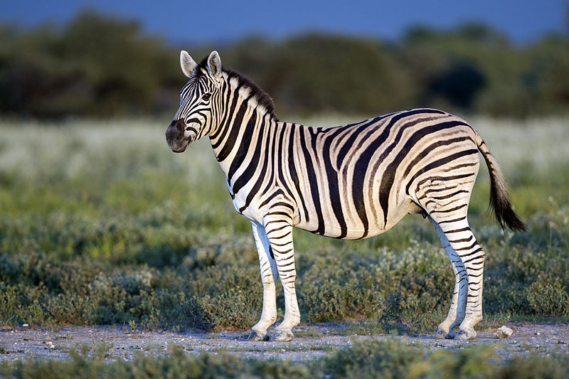 Бурчеллова зебра
