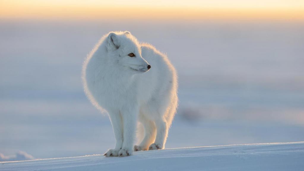 Северные Животные Фото