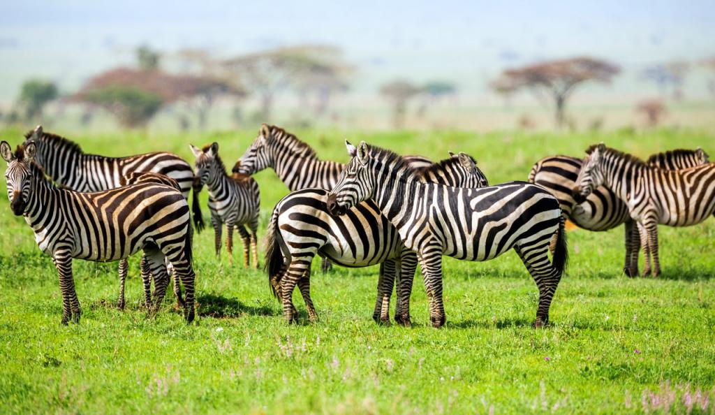где живет зебра