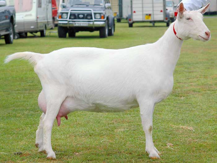 Молочная порода коз зааненской породы