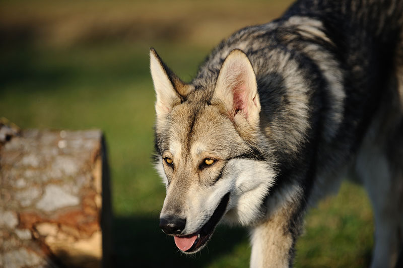 Волчья собака Сарлоса: описание, стандарты породы, характер, уход и содержание, цены, фото