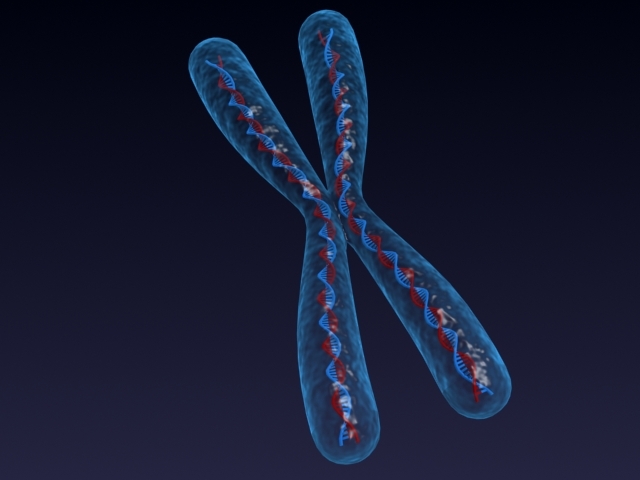 3-D модель хромосомы