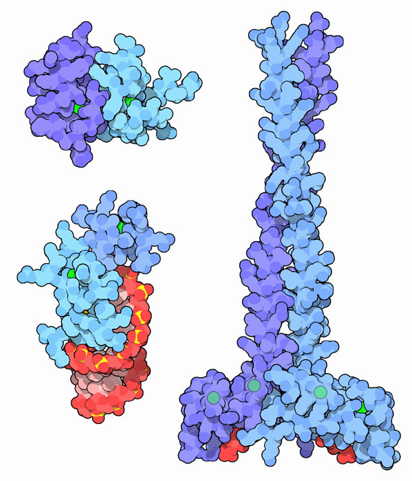 молекулярная модель белка группы "цинковые пальцы"