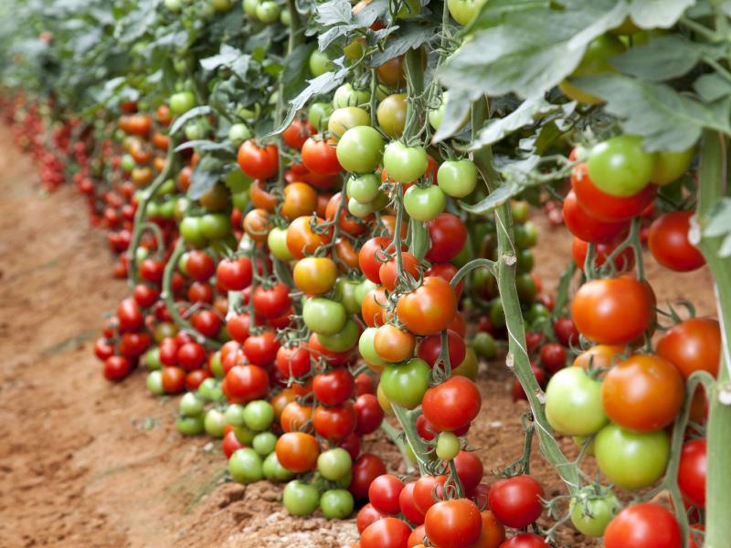 Лучшие детерминантные сорта томатов: посадка и уход