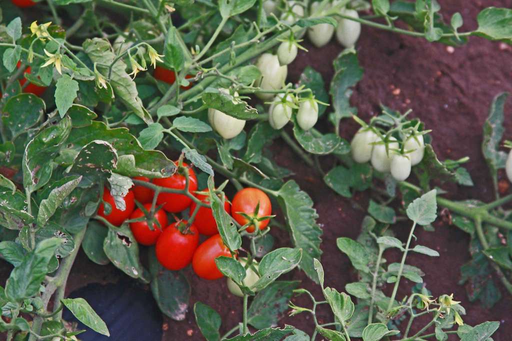 Детерминантные помидоры в теплице