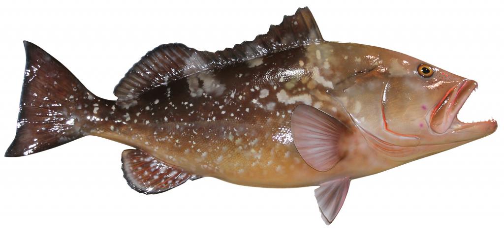 рыба групер