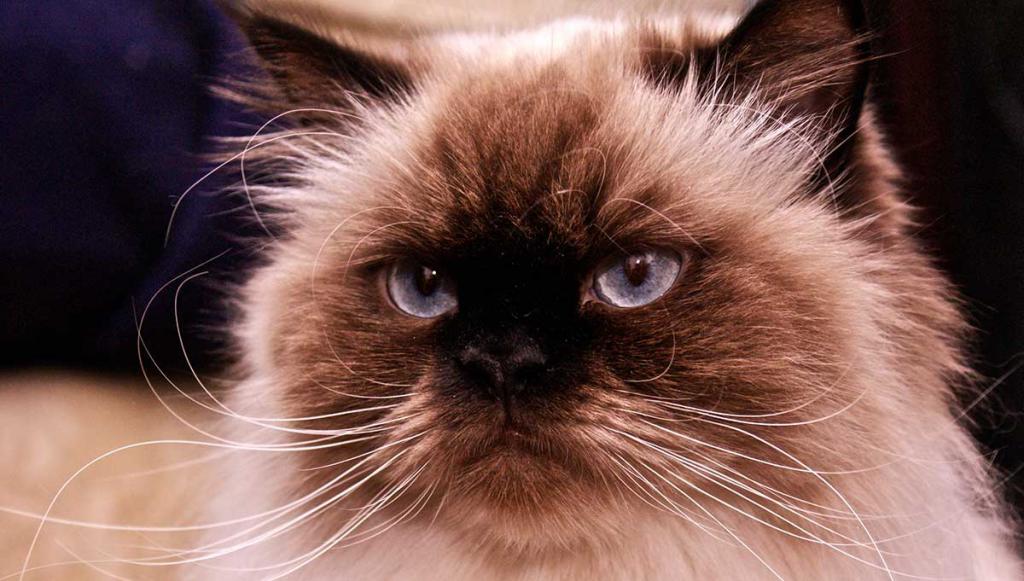 Гималайская кошка: характер, внешность, особенности содержания и уход