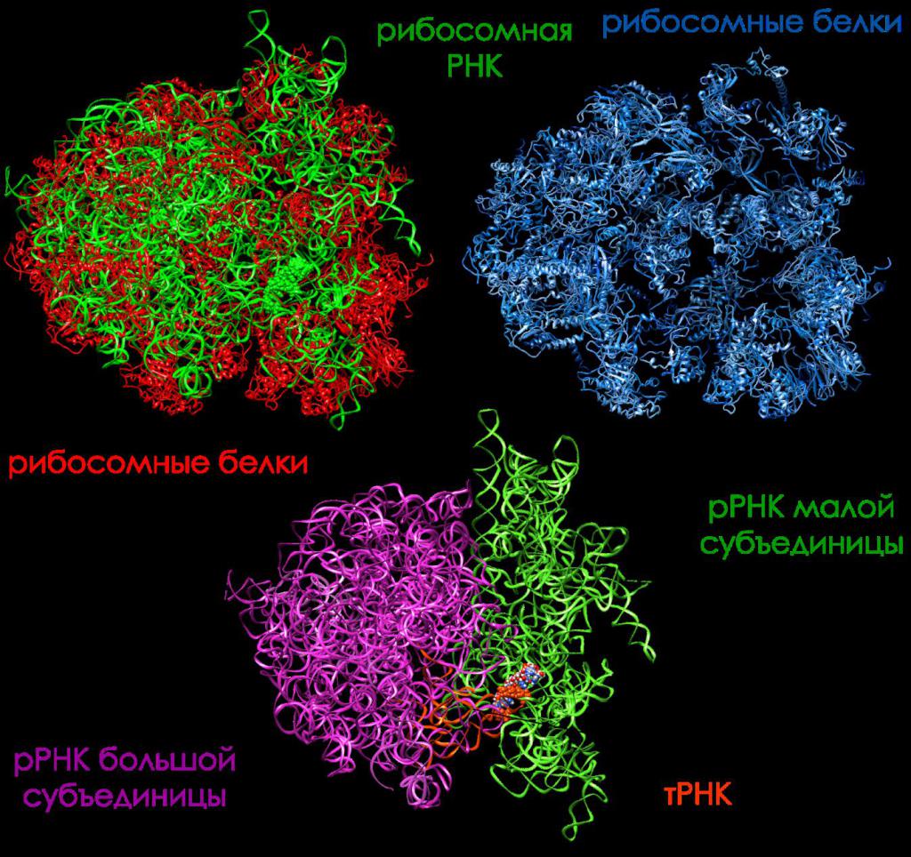 Рибосомные белки и рибосомная РНК