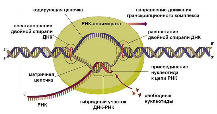 Схема синтеза РНК