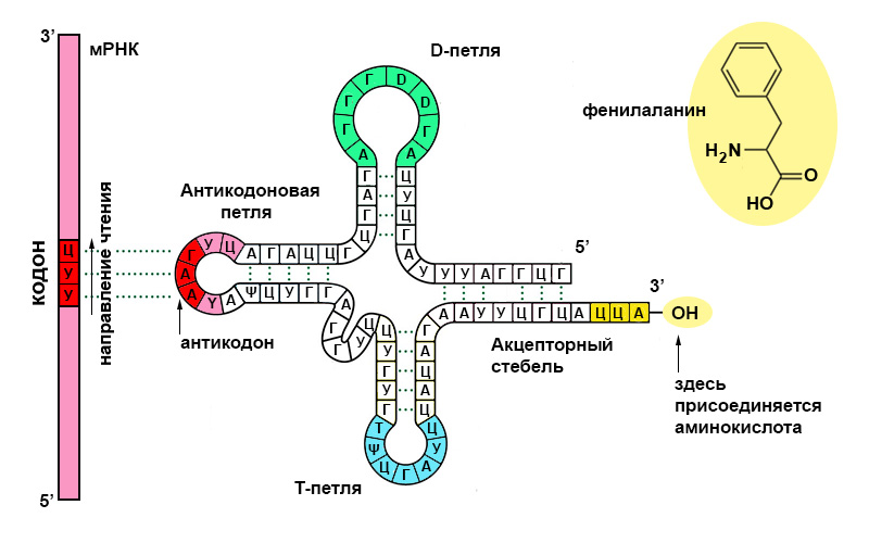 Строение и функции тРНК