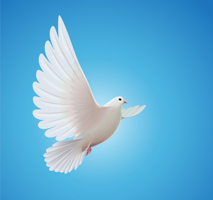 Почему голубь символ мира?