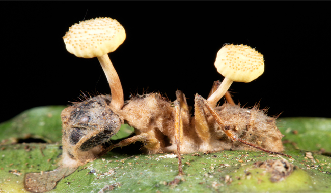 Шляпочные грибы и гифы