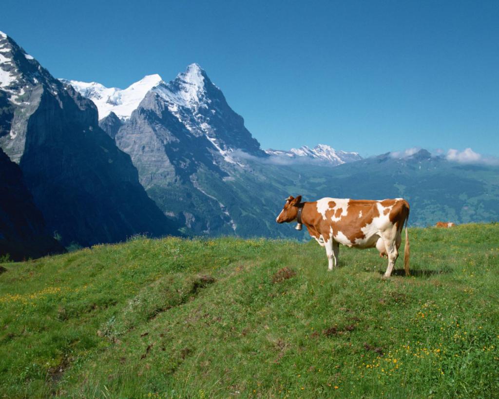 Корова - житаль Альп