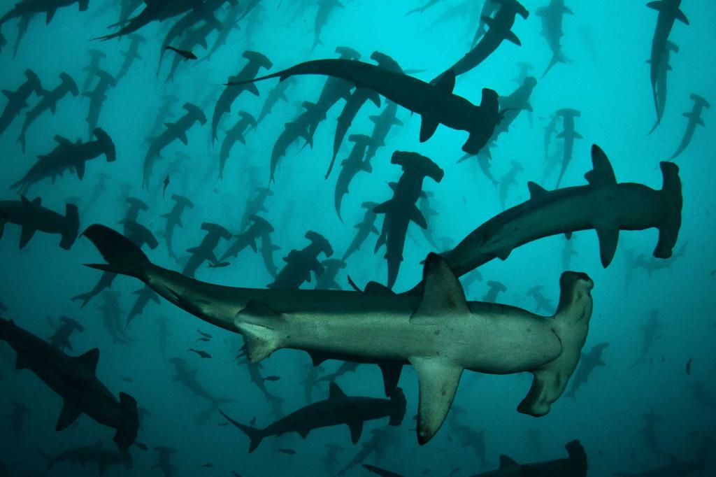 Стая акул-молотов