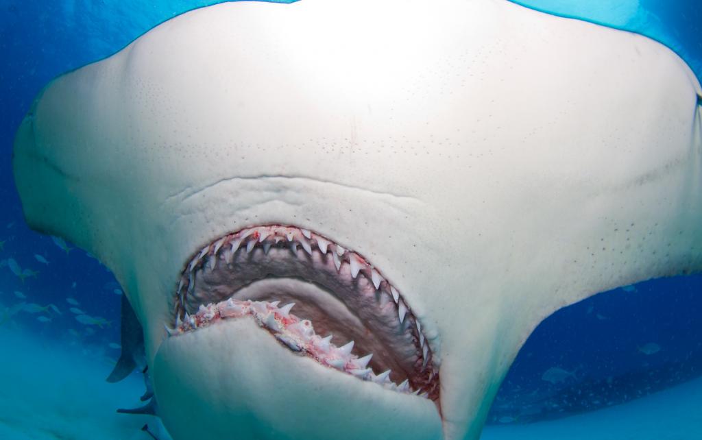 Серповидный рот акулы-молота