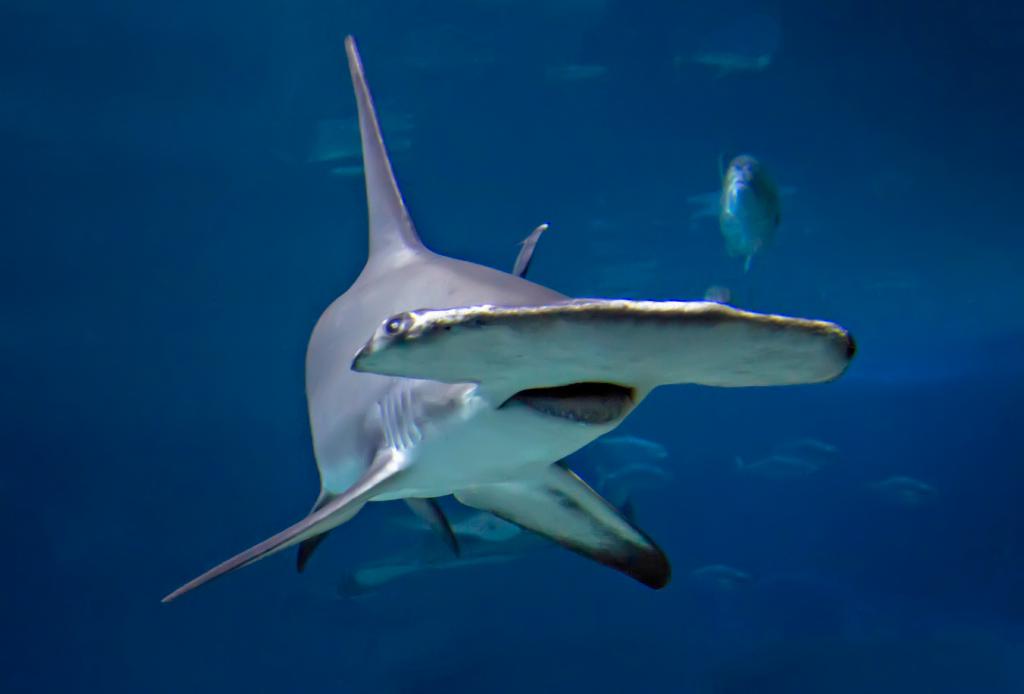 Гигантскую акулу-молота можно встретить на глубине до 300 метров