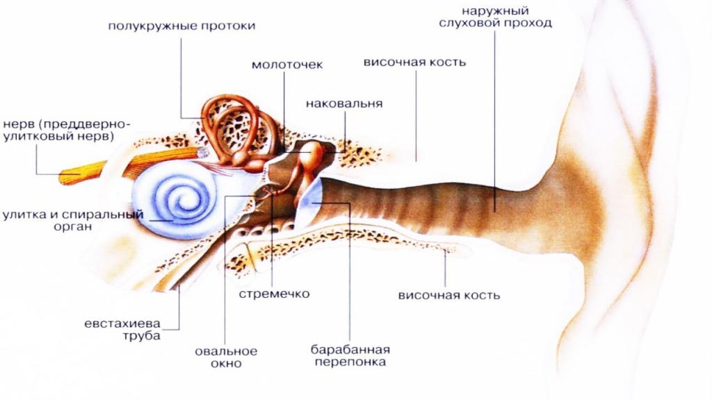 евстахиит симптомы