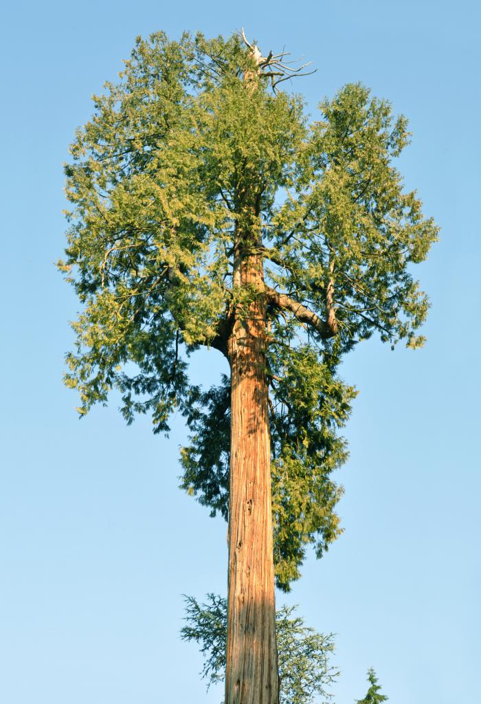 Дерево кедр