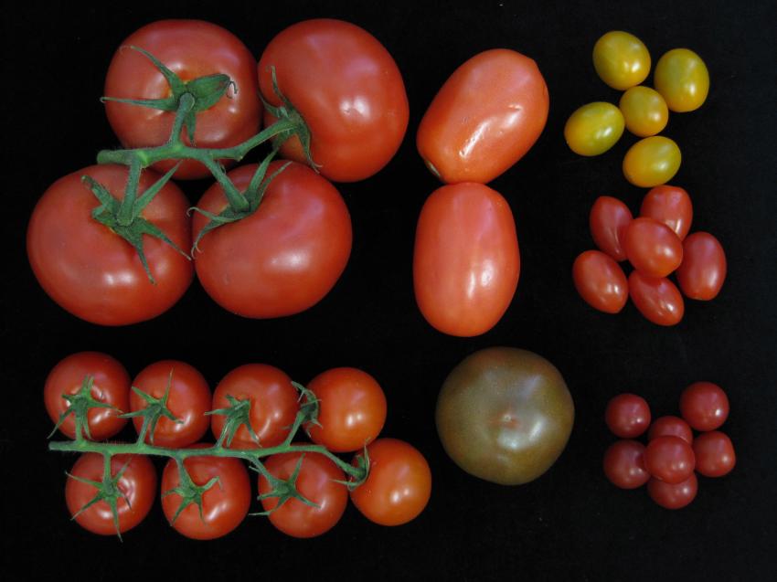 Наследственная изменчивость у томатов