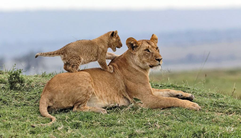 Африканские львы: описание и различия подвидов 