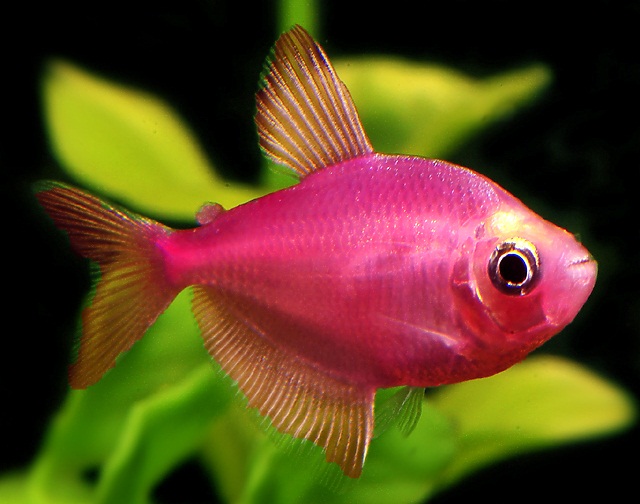 Цветная аквариумная рыбка тернеция