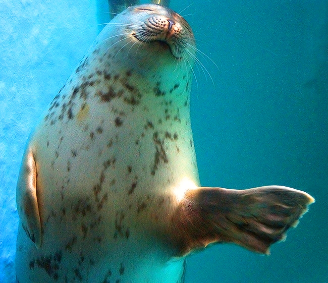 Сочинский тюлень улыбается