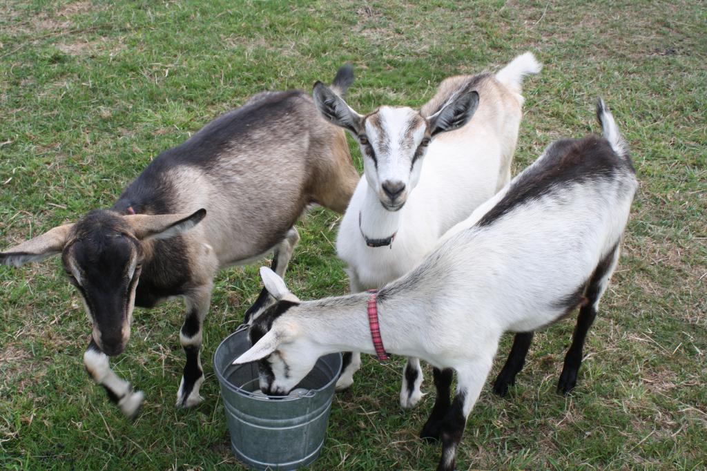 Альпийская порода коз: описание