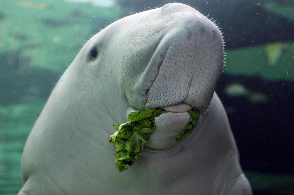 Морская корова ест водоросли