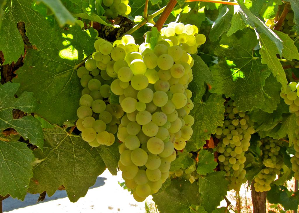 белый виноград