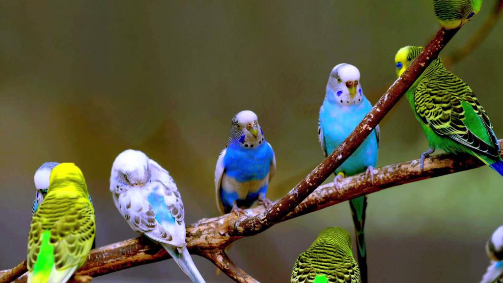 Волнистые попугайчики: уход в домашних условиях, содержание, чем кормить, сколько живут