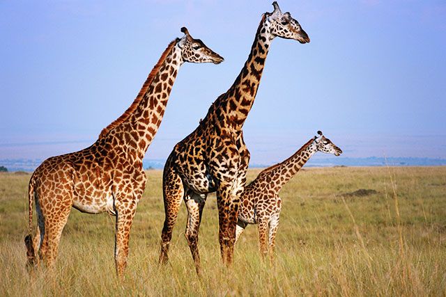 Три жирафа