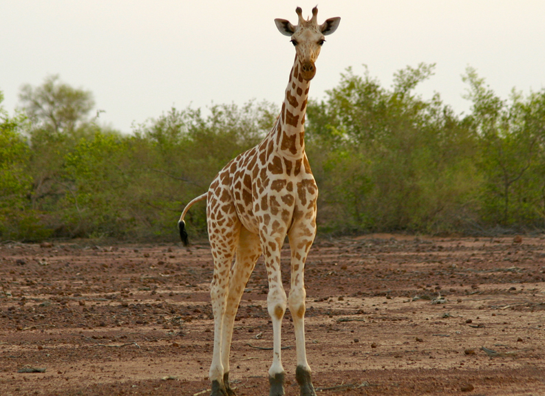 Жираф живет в африке