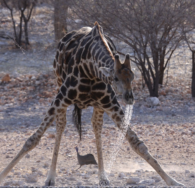 Жираф пьет воду